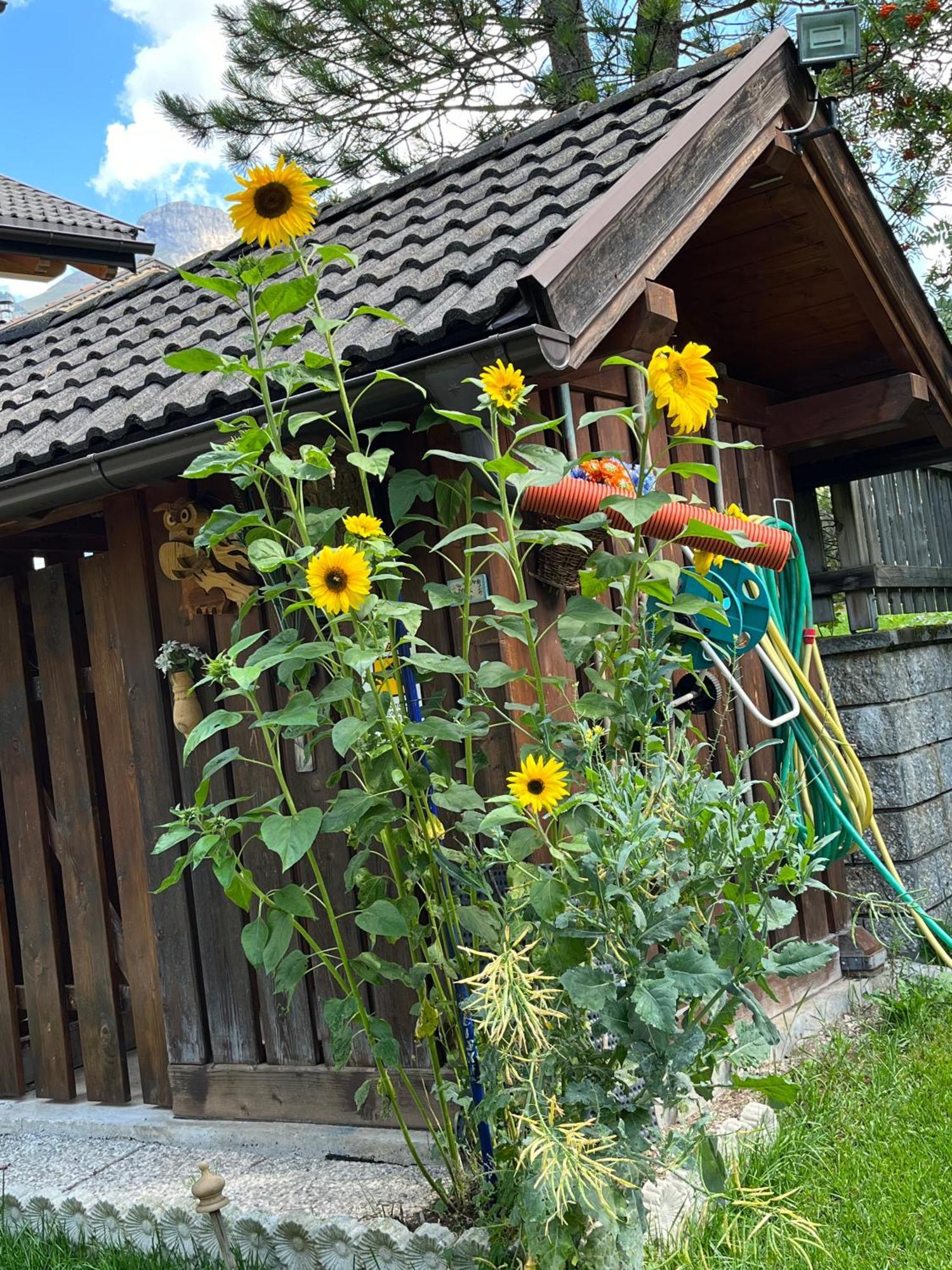 Mes Lastei Apartment Campitello di Fassa Exterior foto